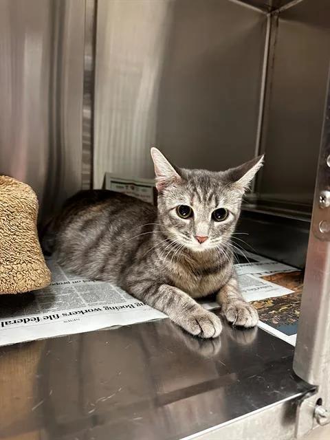 A young small-sized female Domestic Short Hair cat named Zoey for adoption in Olivette, MO