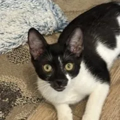 A baby medium-sized female Black & White / Tuxedo Domestic Short Hair cat named Kia for adoption in Phoenix, AZ