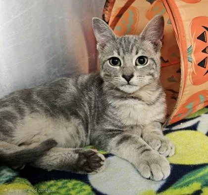 An adult small-sized male Domestic Short Hair cat named Perry for adoption in Phoenix, AZ