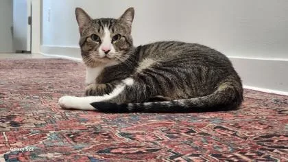An adult medium-sized male Domestic Medium Hair cat named Clive for adoption in Washington, DC