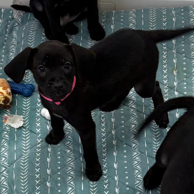 A baby medium-sized female Black Hound dog named Venmo for adoption in Greensboro, GA