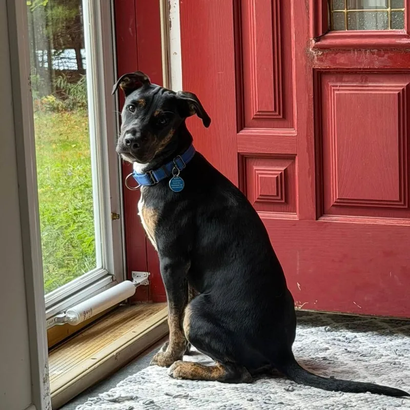 A young medium-sized male Mixed Breed dog named Franklin HERE IN NH for adoption in Barrington, NH