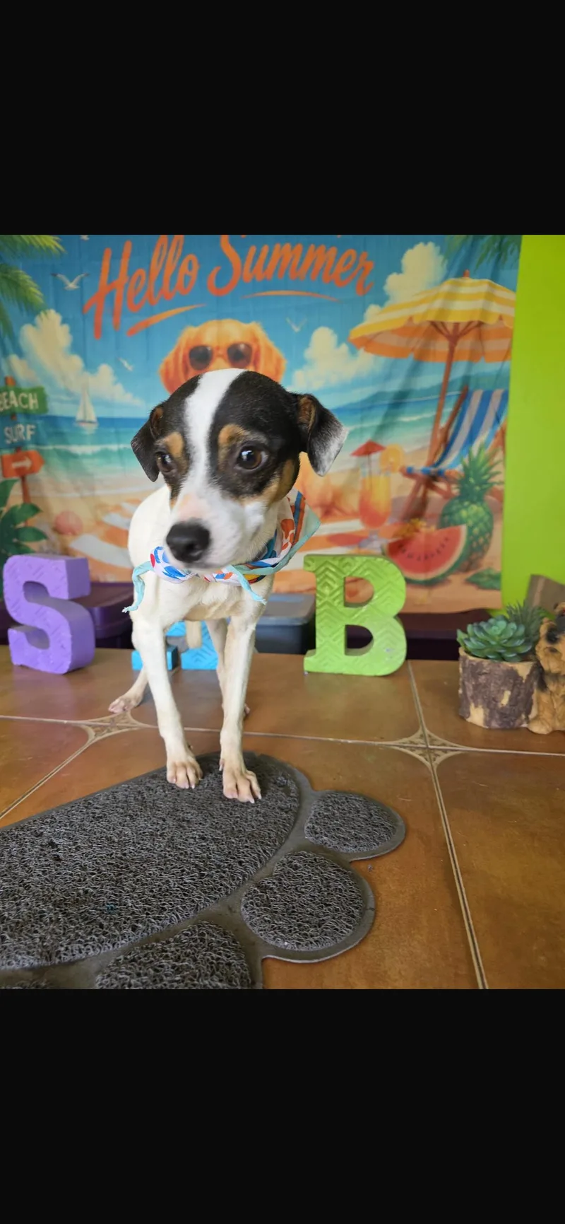 A young small-sized male Rat Terrier dog named Duke for adoption in Virginia Beach, VA