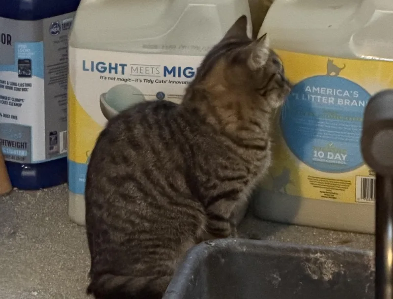 A baby medium-sized female Tabby (Buff / Tan / Fawn) Domestic Short Hair cat named Pixie for adoption in Mayfield, NY