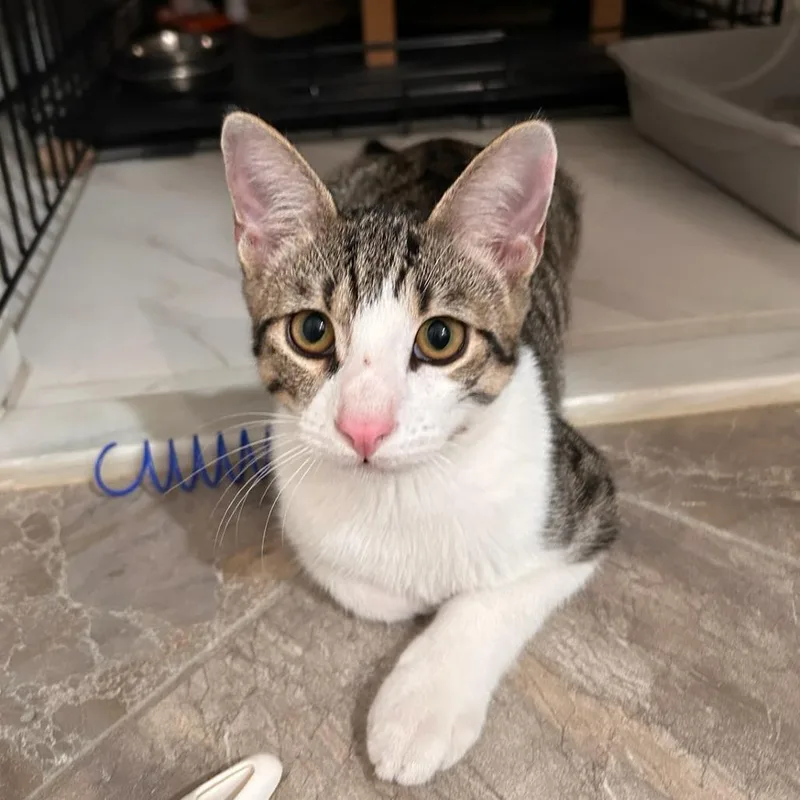 A young medium-sized male Brown / Chocolate Domestic Short Hair cat named Manicotti for adoption in Houston, TX