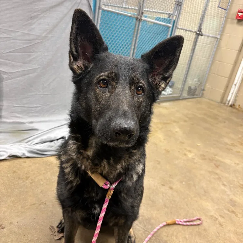 Khaleesi thumbnail 2