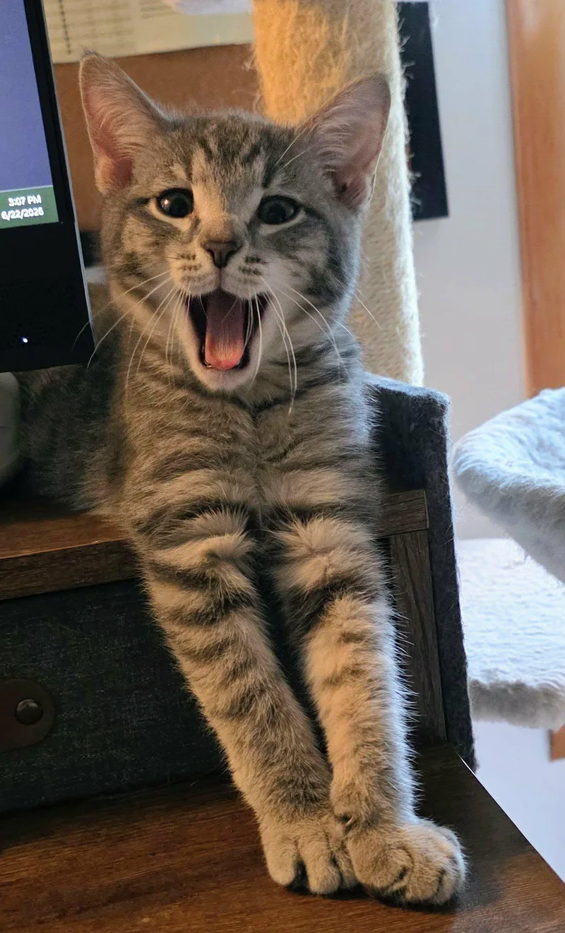 A young medium-sized male Domestic Short Hair cat named Issac for adoption in Mechanicsburg, PA