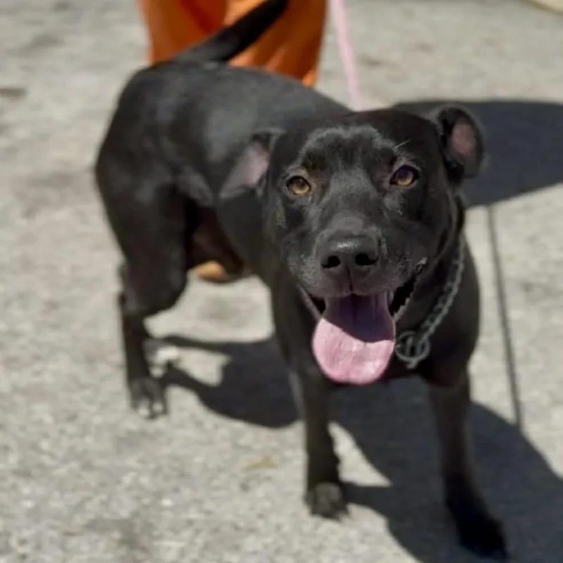 An adult medium-sized male Black Mixed Breed dog named Midnight for adoption in Washington Township, OH