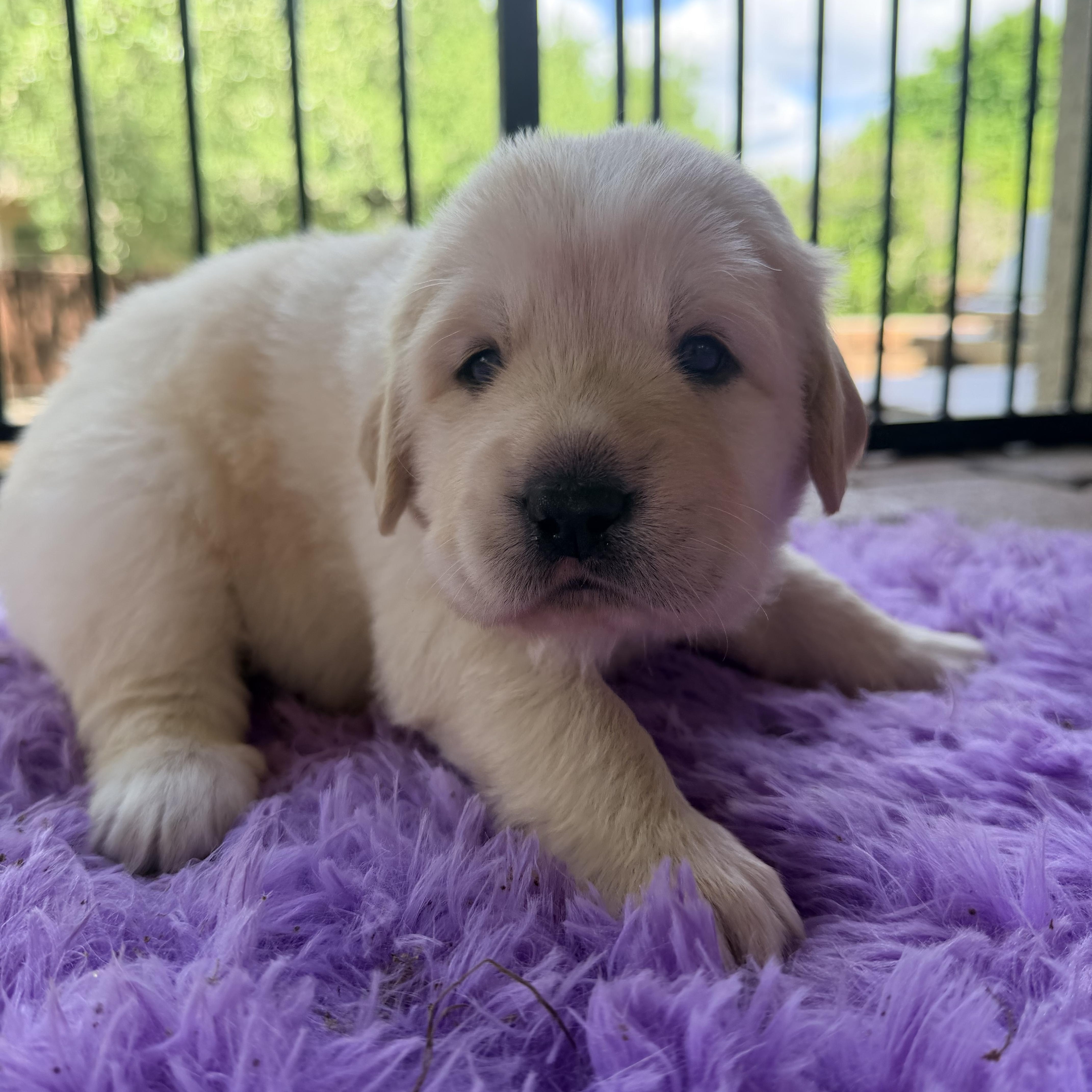 Geniegusgoliath thumbnail 2