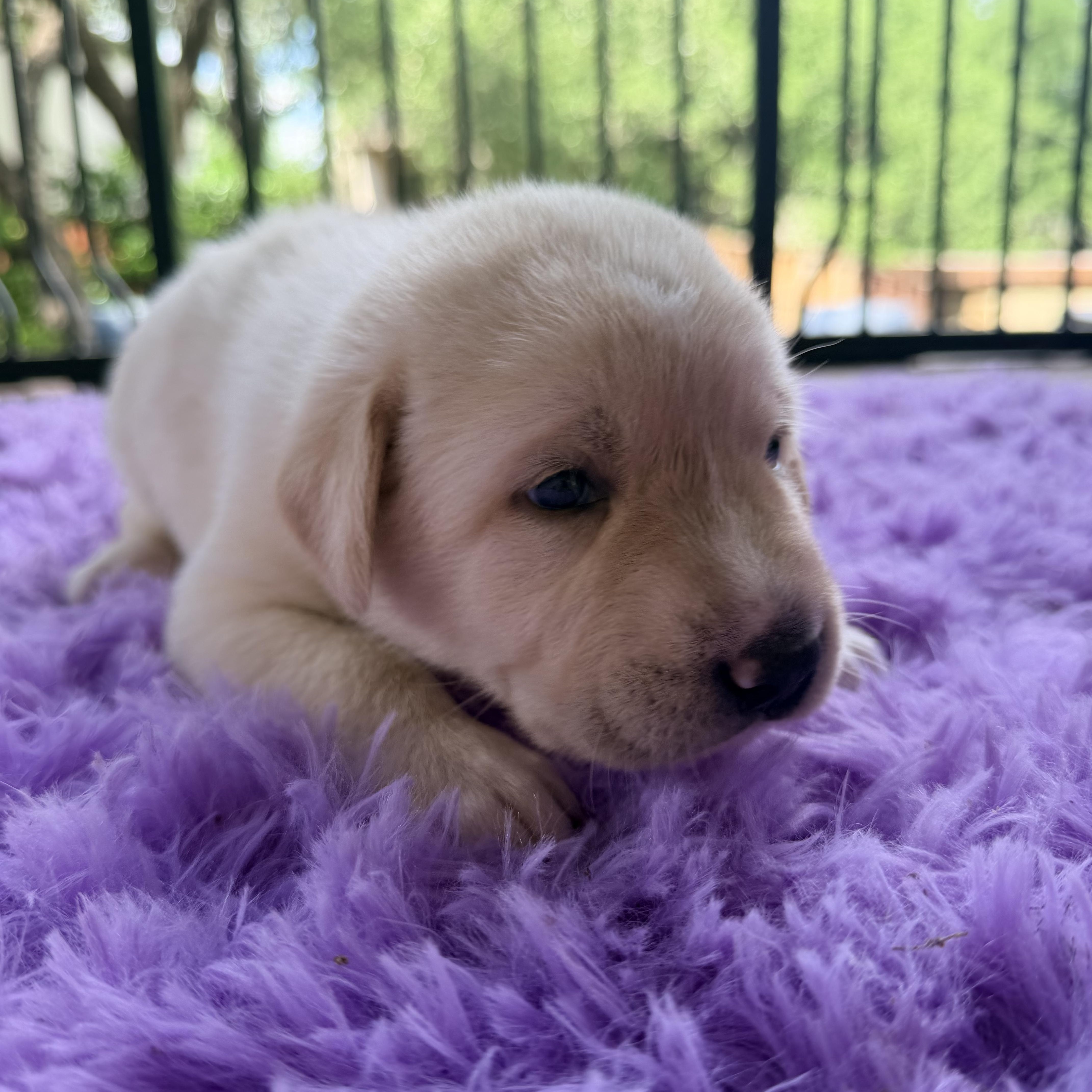 Geniegusgoliath thumbnail 3