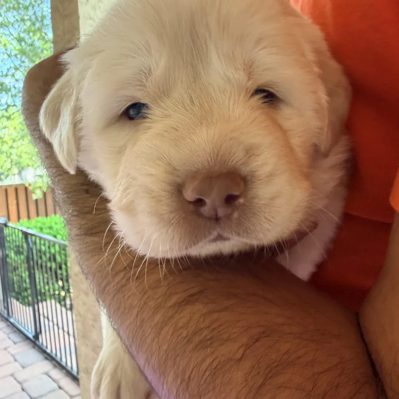 Geniegusgoliath thumbnail 4