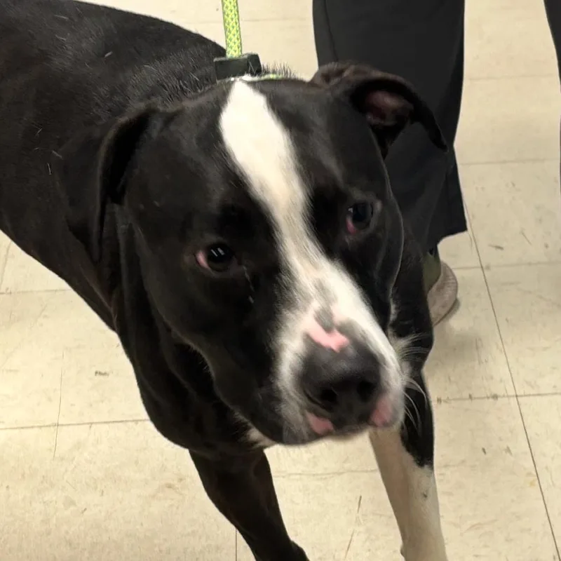 An adult small-sized male Black Pit Bull Terrier dog named Gismo for adoption in St Joseph, MO