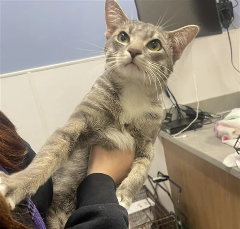 A young small-sized male Domestic Short Hair cat named Juanito for adoption in Loveland, CO