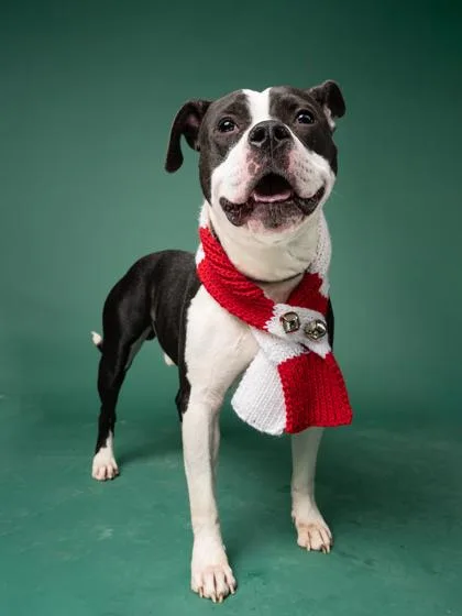 An adult large-sized male American Staffordshire Terrier dog named O` Toole for adoption in Atlanta, GA