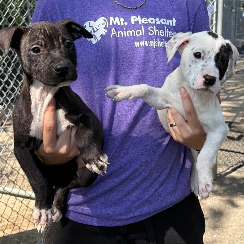 A baby medium-sized female White / Cream Mixed Breed dog named Pinky for adoption in East Hanover, NJ
