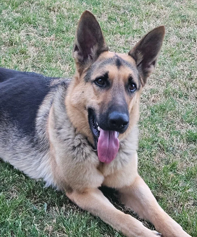 An adult large-sized male German Shepherd Dog dog named Maxum for adoption in Dallas, TX