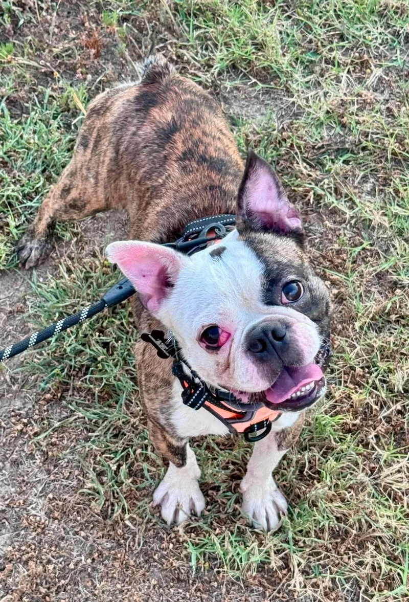 Frank