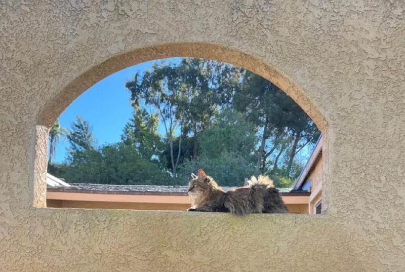 Buttons Memorial Honoring Her thumbnail 2