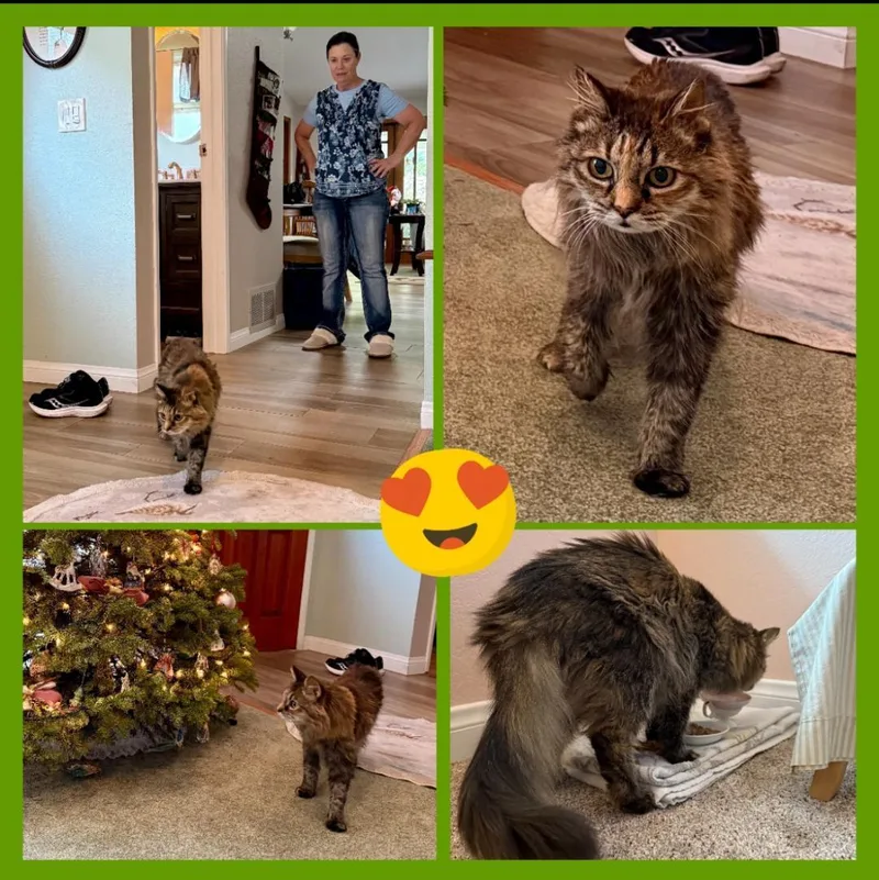 Buttons Memorial Honoring Her thumbnail 3