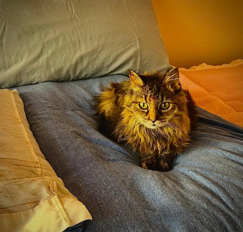 Buttons Memorial Honoring Her thumbnail 4