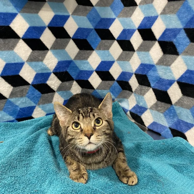 An adult large-sized male Brown / Chocolate Domestic Short Hair cat named Ash for adoption in Tampa, FL