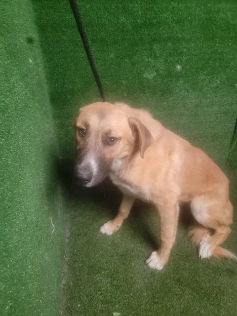 A young medium-sized male Anatolian Shepherd dog named Jaxx for adoption in Lancaster, CA