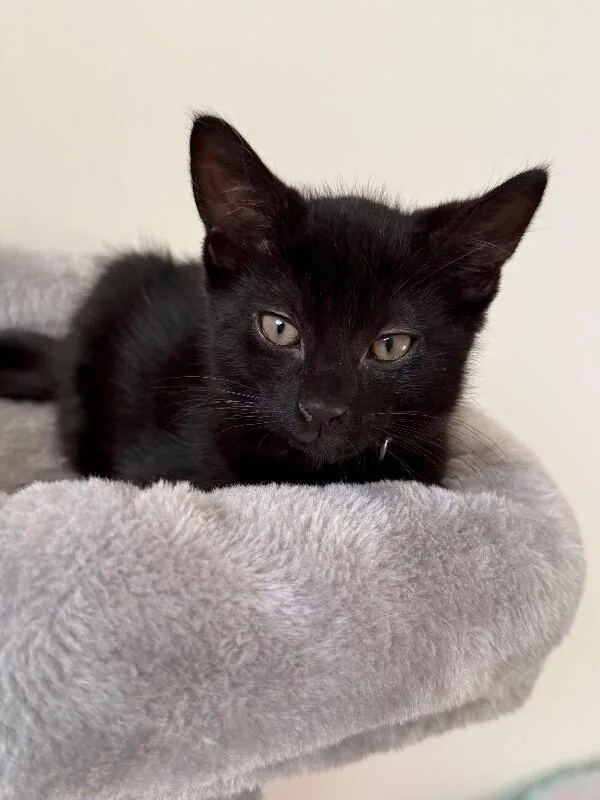 A young medium-sized male Domestic Short Hair cat named Angel for adoption in North Babylon, NY