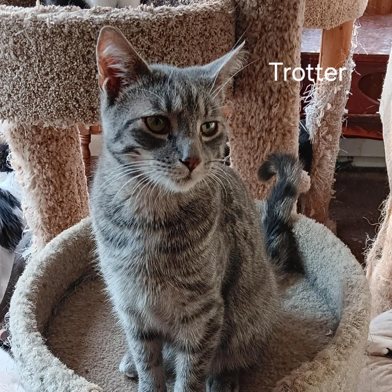 Trotter