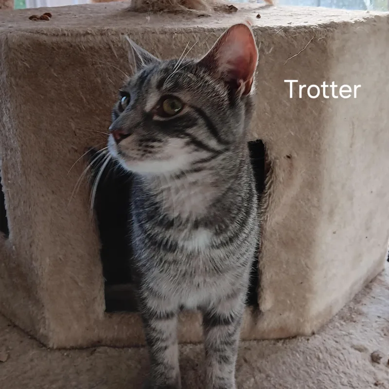 Trotter thumbnail 2