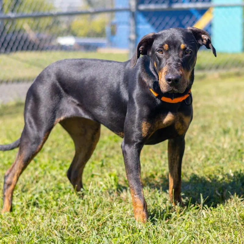 An adult medium-sized female Doberman Pinscher dog named Jazzy for adoption in Newark, DE