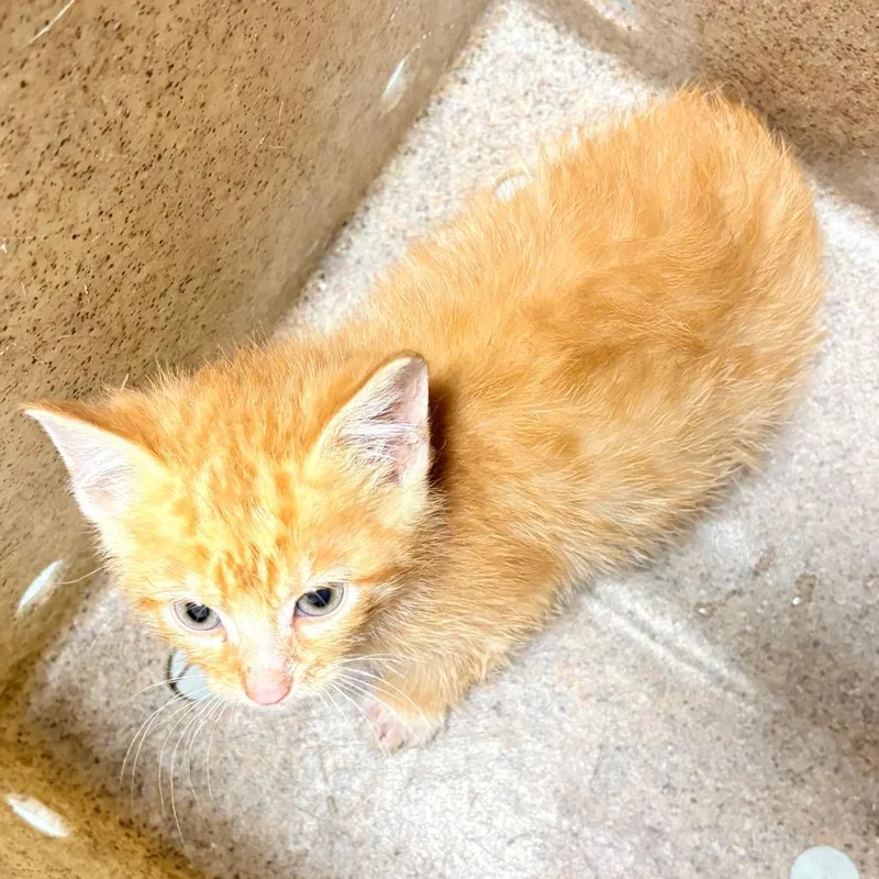 A baby small-sized male Orange / Red Domestic Short Hair cat named Tater Tot for adoption in Medford, NJ