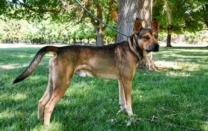 An adult large-sized male German Shepherd Dog dog named Elijah for adoption in Yakima, WA