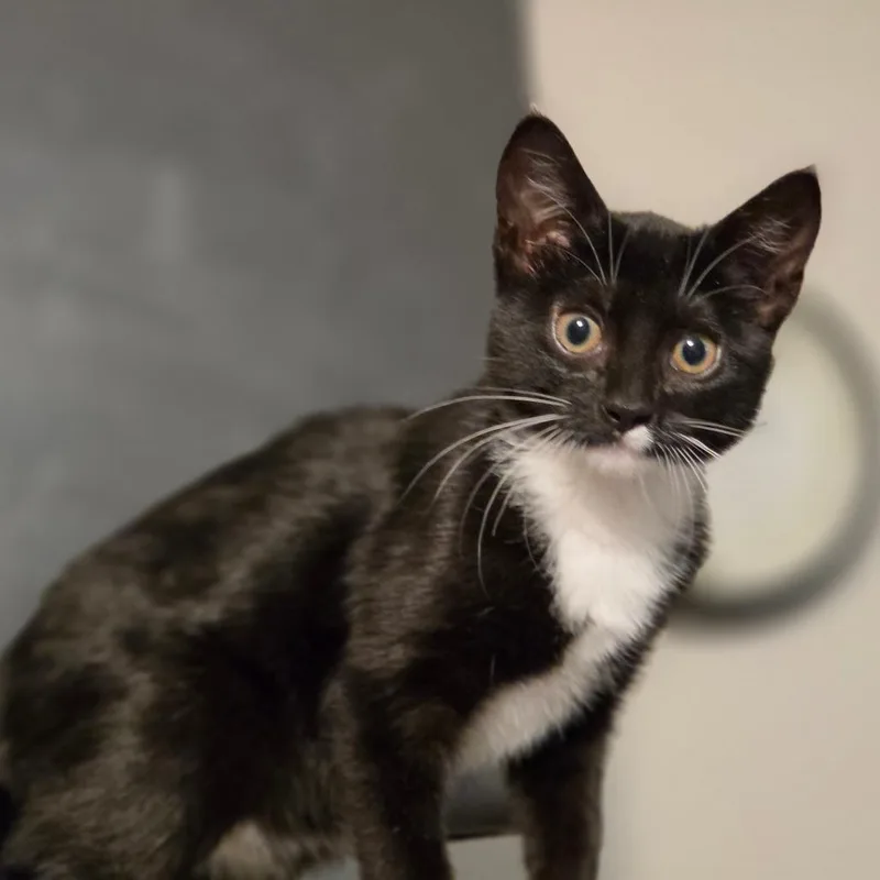 A baby small-sized female Black Domestic Short Hair cat named Lil Debbie for adoption in Bulverde, TX