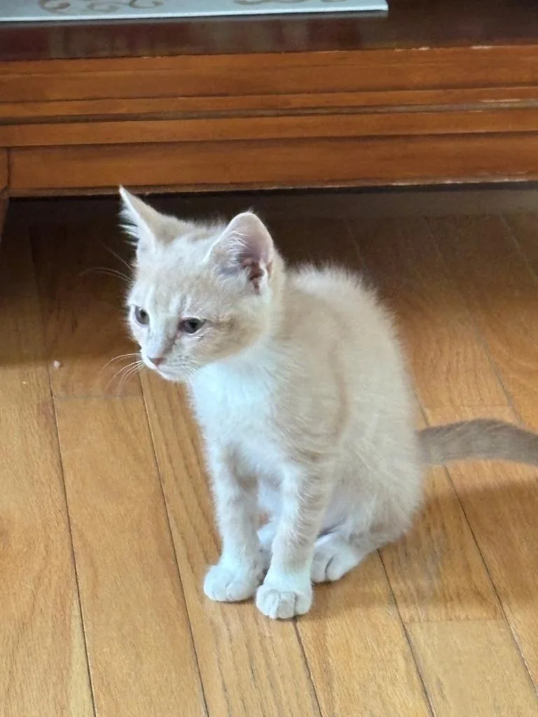 A baby small-sized female Domestic Short Hair cat named Pancake for adoption in Lunenburg, MA