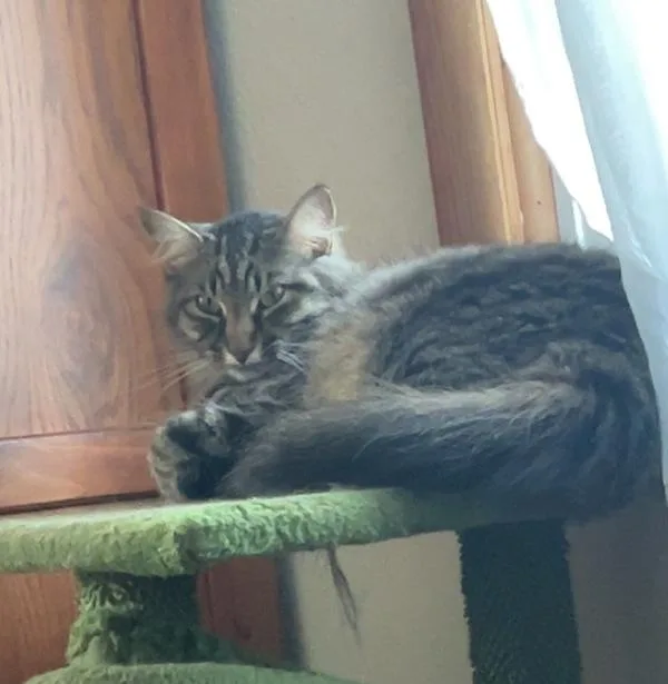 Sweet Pea