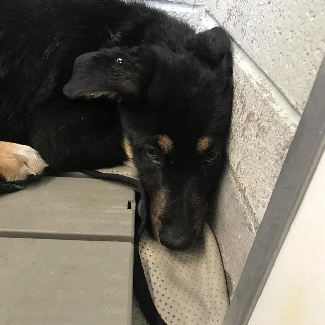A baby small-sized male German Shepherd Dog dog named Pumpkin for adoption in Albuquerque, NM