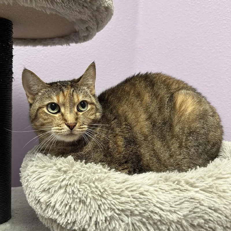 A senior medium-sized female Brown / Chocolate Domestic Short Hair cat named Kit Kat for adoption in Titusville, FL