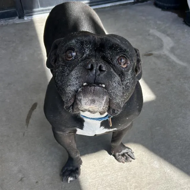An adult medium-sized male English Bulldog dog named Bro for adoption in Denver, CO