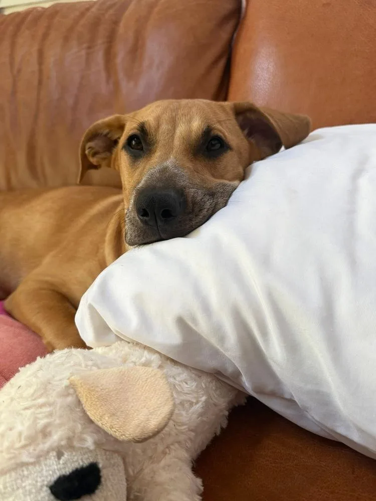 A baby medium-sized female Brown / Chocolate Mixed Breed dog named Willow for adoption in Valley Stream, NY