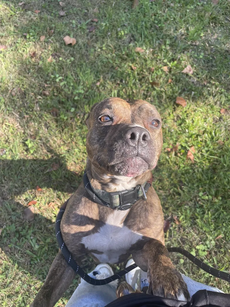 A senior medium-sized female Brindle Pit Bull Terrier dog named Mo for adoption in Petersburg, VA