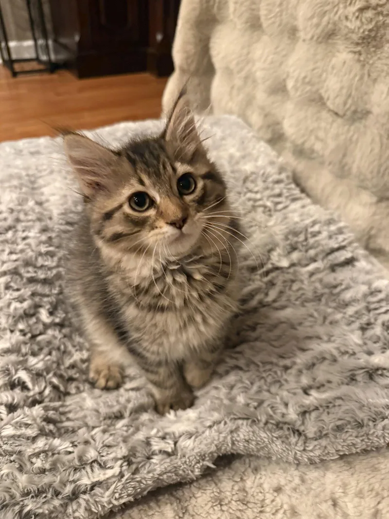 A baby medium-sized male Domestic Long Hair cat named Baxter for adoption in hinckley, IL