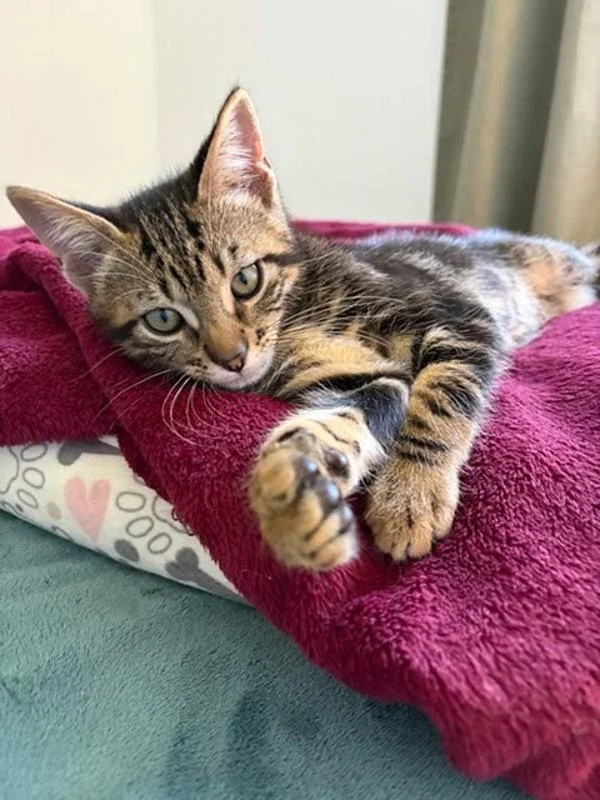 A baby small-sized male Domestic Short Hair cat named Scotty for adoption in Bonsall, CA