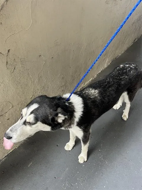 A young medium-sized female Siberian Husky dog named Luna for adoption in Miami, FL