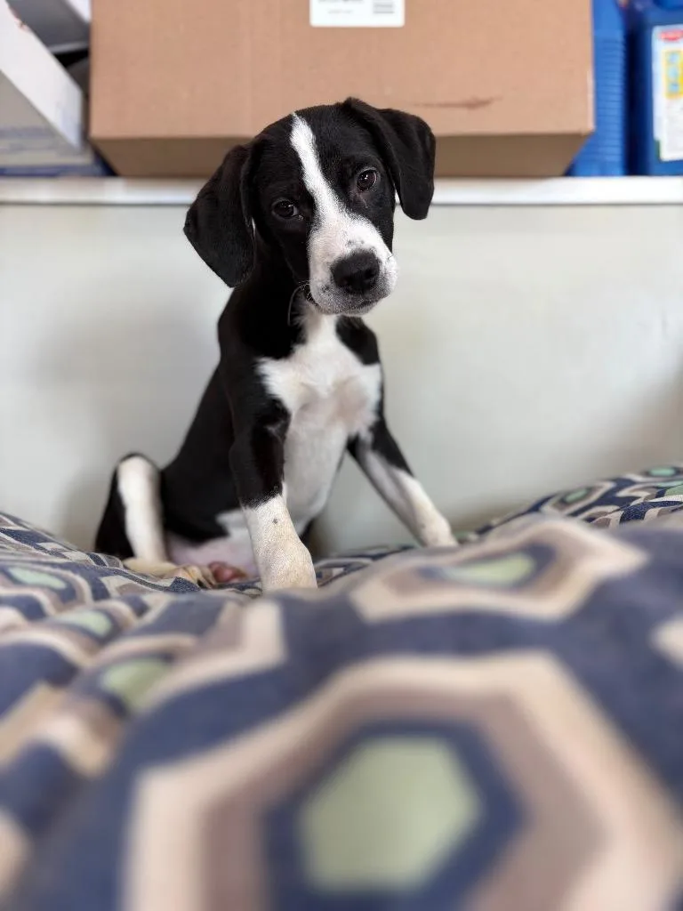 A baby medium-sized male Great Dane dog named Jett for adoption in Waverly, NY