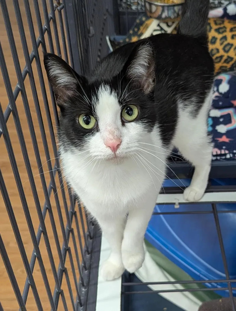 A young medium-sized female Black & White / Tuxedo Domestic Short Hair cat named Arianna for adoption in Mount Vernon, OH