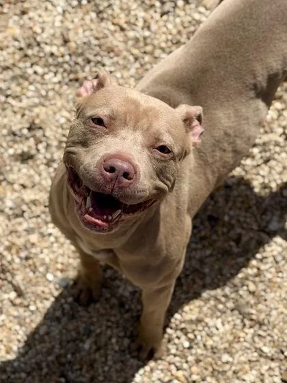 Bella Rose thumbnail 2