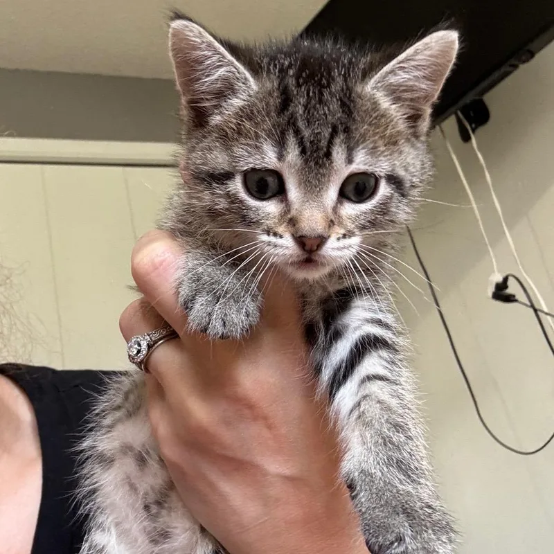 A baby small-sized female Brown / Chocolate Domestic Short Hair cat named Pogs for adoption in Buffalo, MN