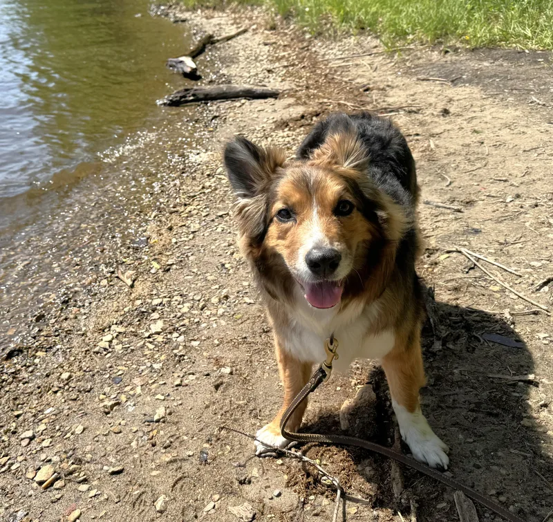 An adult medium-sized male Tricolor (Brown, Black, & White) Australian Shepherd dog named Cayden for adoption in Minnetrista, MN