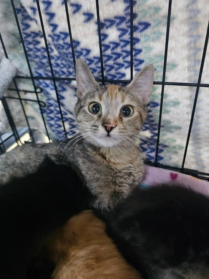 A young medium-sized female Domestic Short Hair cat named Sandstone for adoption in St. Cloud, MN