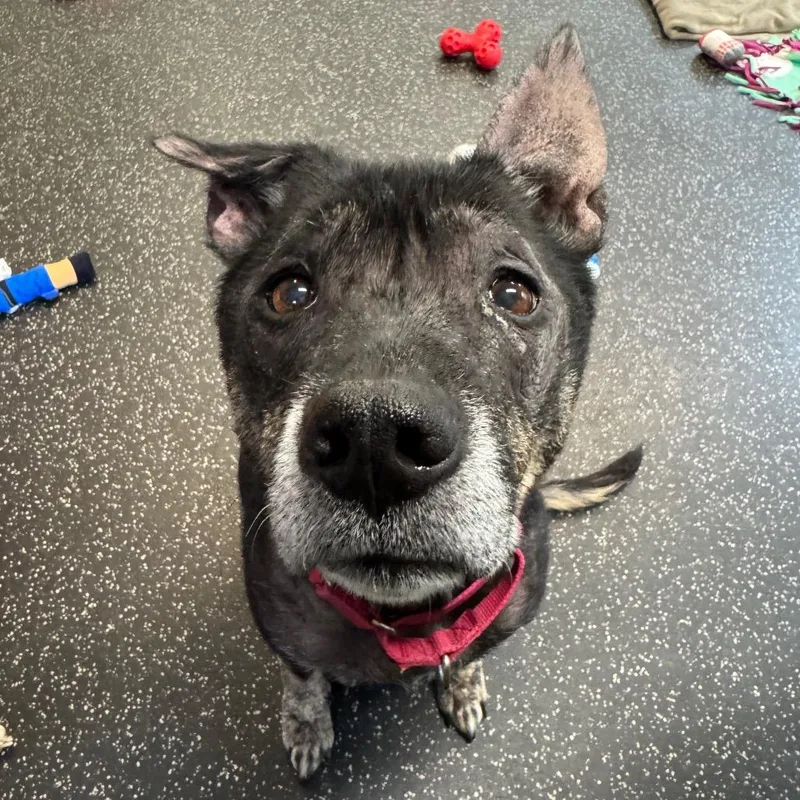 A senior medium-sized female Black Mixed Breed dog named Misty for adoption in Middlebury, VT